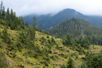 Fototapeta na wymiar Mountains covered with trees