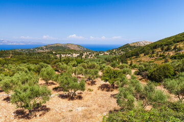 Zakynthos summer landscape with olive trees. Greek island
