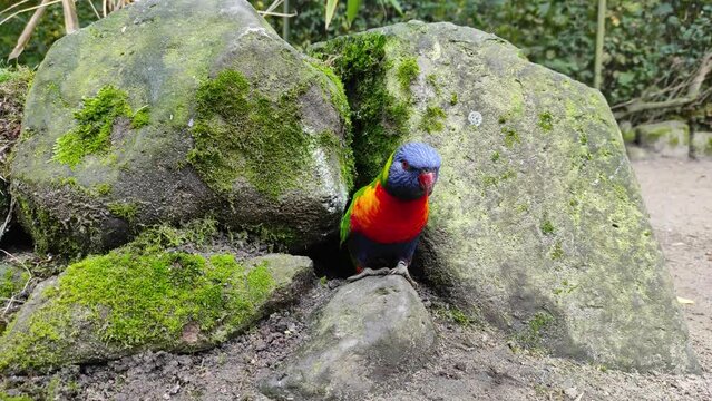 rainbow lorikeet (Trichoglossus moluccanus) climb out of the hole between the stones