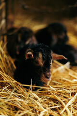 Newborn brown baby goat, goat kid, with siblings and mother goat 10 minutes after being born