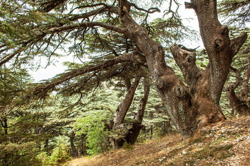 Zedernbaum im Libanon