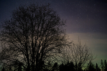 Obraz na płótnie Canvas night sky with tree