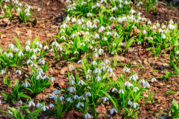 White snowdrop flowers (Galanthus nivalis) in a spring forest