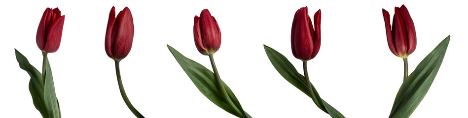 Collection of red tulips isolated on transparent background.