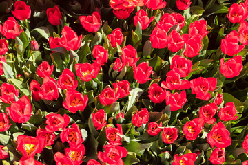 Large flowerbed of red tulips in the park at spring