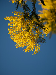 Beautiful bright yellow hairy mimosa flowers close-up. Blooming mimosa tree in early spring waves on wind. Sunny spring day. Acacia dealbata. Fluffy flowers in spring garden with sunny bokeh light