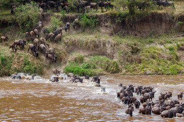 Wildebeest crossing the Mara river in Serengeti national park, Tanzania. Great migration