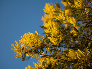 Beautiful bright yellow hairy mimosa flowers close-up. Blooming mimosa tree in early spring waves on wind. Sunny spring day. Acacia dealbata. Fluffy flowers in spring garden with sunny bokeh light