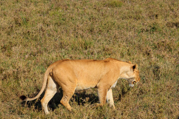 Lioness (Panthera leo) walking in savannah in Serengeti national park, Tanzania