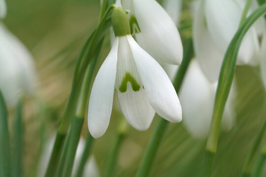 Closeup on one white flower the early flowering common snowdrop, Galanthus nivalis, in hte springtime