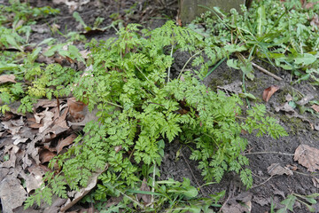 Closeup on an emerging cow parsley or wild chervil, Anthriscus sylvestris in the springtime