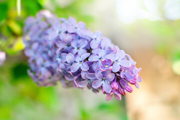 Obraz premium Close-up of lilac branch in garden. Twig of fresh blooming purple flowers against the background of spring foliage on a sunny day. Syringa vulgaris. Springtime, seasonal plant.