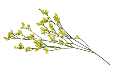 Wandcirkels aluminium Twig of yellow limonium flowers isolated on white or transparent background © Ortis