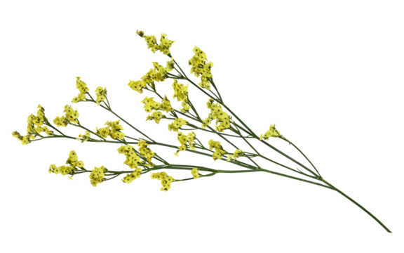 Twig of yellow limonium flowers isolated on white or transparent background
