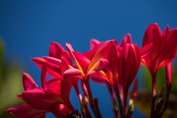 Red flowers on deep blue sky. Plumeria rubra bunch. Space for text.