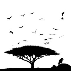 silhouette background of a flying bird in the desert tree