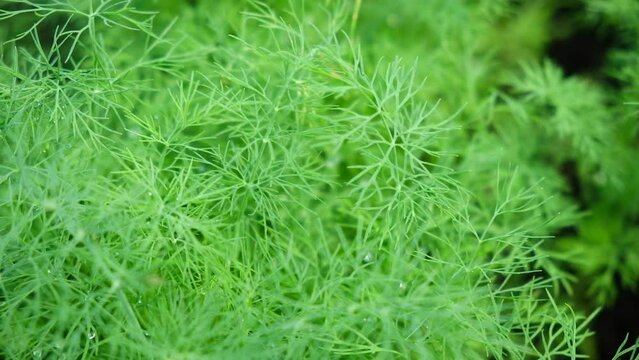 Fresh Dill Growing in a Garden Bed. Dill Herb Outdoors on a Farm Plantation. Green Leaves of Fennel with Dew Water Drops Close Up. Organic Farming, Agriculture. Spicy Greenery for Culinary. Vegetable