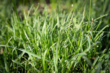 Fototapeta na wymiar background of green grass with dew drops