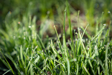 dew drops on green grass in the morning