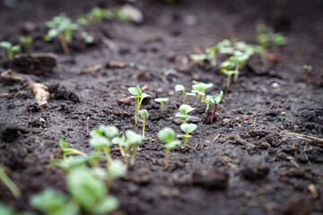 the first shoots of radish in the garden