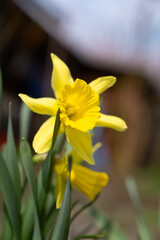 Fototapeta premium close-up photo of yellow daffodils