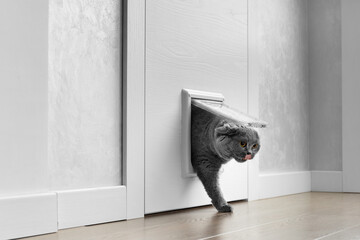 Cat passing through the cat door at home - obrazy, fototapety, plakaty