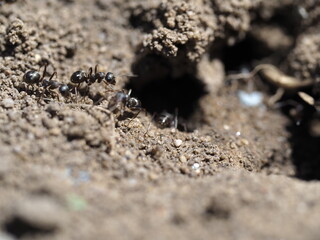 Ameisen an ihrem Ameisenloch