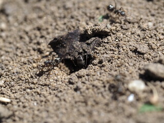 Ameisen an ihrem Ameisenloch