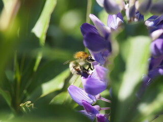 Biene in Lila Blüte