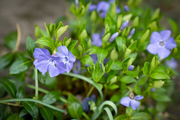 periwinkle grows in the forests of Ukraine