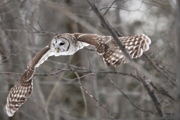 Chouette rayée dans son habitat naturel au sud du Québec