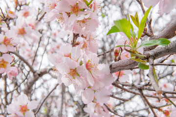spring concept. blooming spring flowers on a tree close-up with a blurred background.
