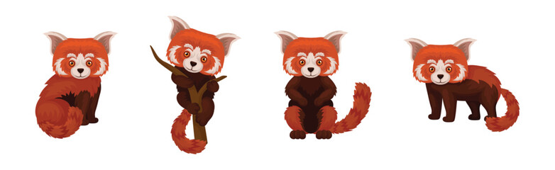 Cute Red Panda as Rare Pet from Zoo in Different Pose Vector Set