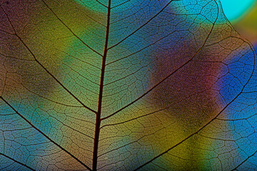 Obraz na płótnie Canvas background from leaf skeleton with veins and cells - macro photograph