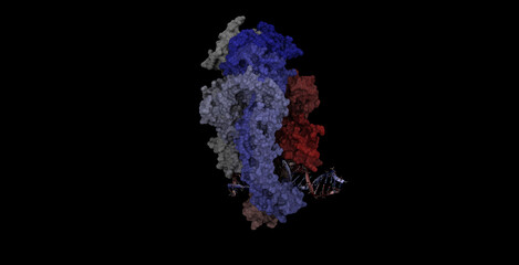 Taq Muts Complexed With Heteroduplex DNA 3D molecule 4K

