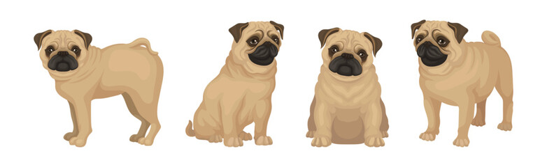 Pug Dog Puppy with Beige Coat and Wrinkled Muzzle in Different Poses Vector Set