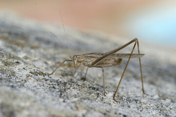 Close up of a brown female mediterranean bush cricket, Tylopsis lilifolia, sitting on a stone