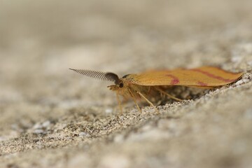 Closeup on the colorful Purple-barred Yellow geometer moth, Lythria cruentaria , sitting on a stone