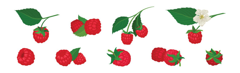 Ripe Red Raspberry as Sweet Mature Garden Fruit Vector Set