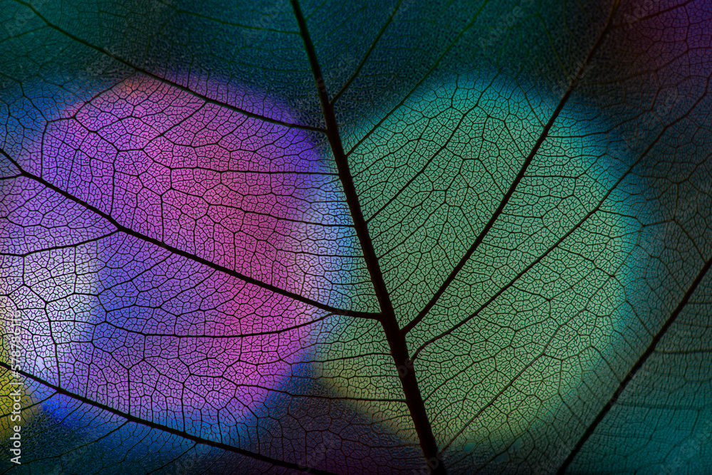 Canvas Prints background from leaf skeleton with veins and cells - macro photograph