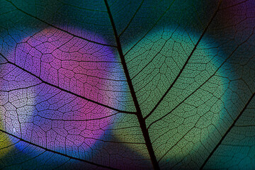 Obraz na płótnie Canvas background from leaf skeleton with veins and cells - macro photograph