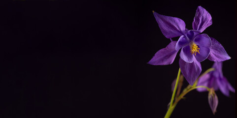 Beautiful Aquilegia glandulosa against dark background. Floral Spring Festive Banner with Purple and red aquilegia flowers.