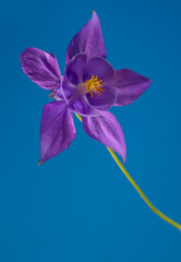 Beautiful Aquilegia glandulosa against blue background. Floral wallpaper with aquilegia flower.