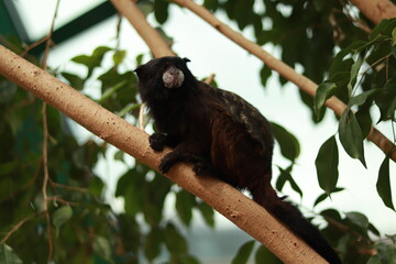 Monkey in green forest cliffs Bali