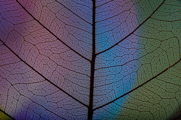 background from leaf skeleton with veins and cells - macro photograph