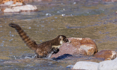 White Nosed Coatimundi Crossing a Stream in the Chiricahua National Monument Arizona