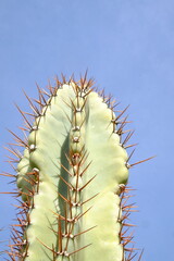 Spikes of cactus plant shot from close