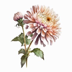 Light pink chrysanthemum flower isolated on white background. Watercolor illustration of a single beautiful pink flower. Generative AI art. - obrazy, fototapety, plakaty