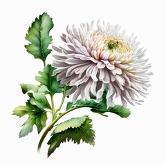Chrysanthemum flower isolated on white background. Watercolor illustration of a single beautiful white chrysanthemum . Generative AI art.