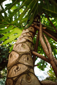 A trunk, branches of creeper tree with circular carving scars, marks. A bend of a branching liana tree with green foliage in a tropical forest, wood, jungle, orangery where exotic plants are grown.